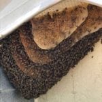 Beehive Removal in St. Petersburg, Florida