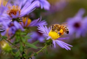 Honeybee Relocation Along Florida's Highland Ridge