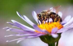 Honeybee Natural Relocation By Swarming