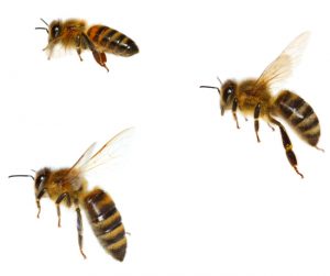 Florida Bee Removal-- Stories From The Hive: Nuisance Honeybees at Open-Air Bar