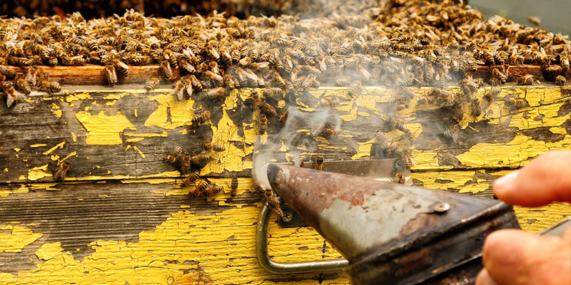 consider humane bee removal rather than traditional extermination