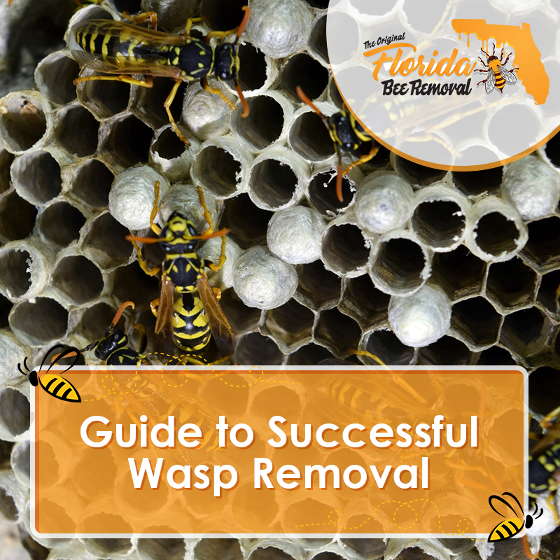 Guide to Successful Wasp Removal