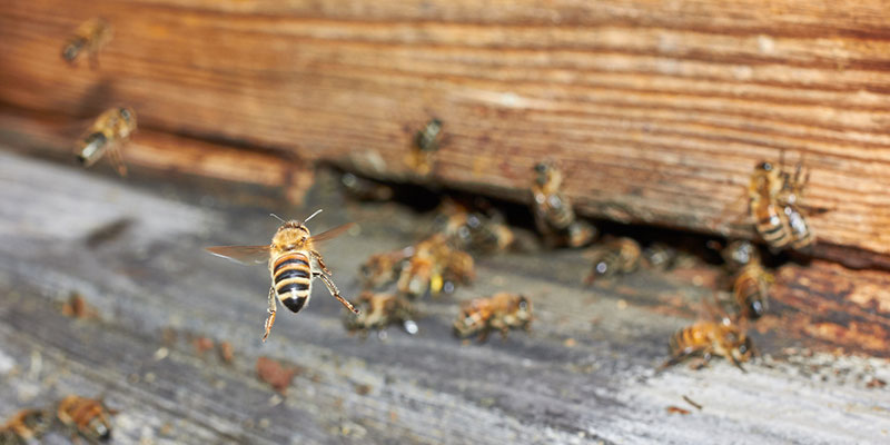 needing live bee removal from your home