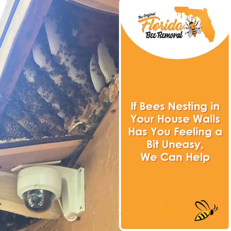 If Bees Nesting in Your House Walls Has You Feeling a Bit Uneasy, We Can Help