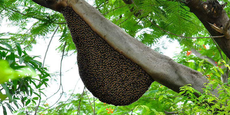 Top Beehive Removal Mistakes