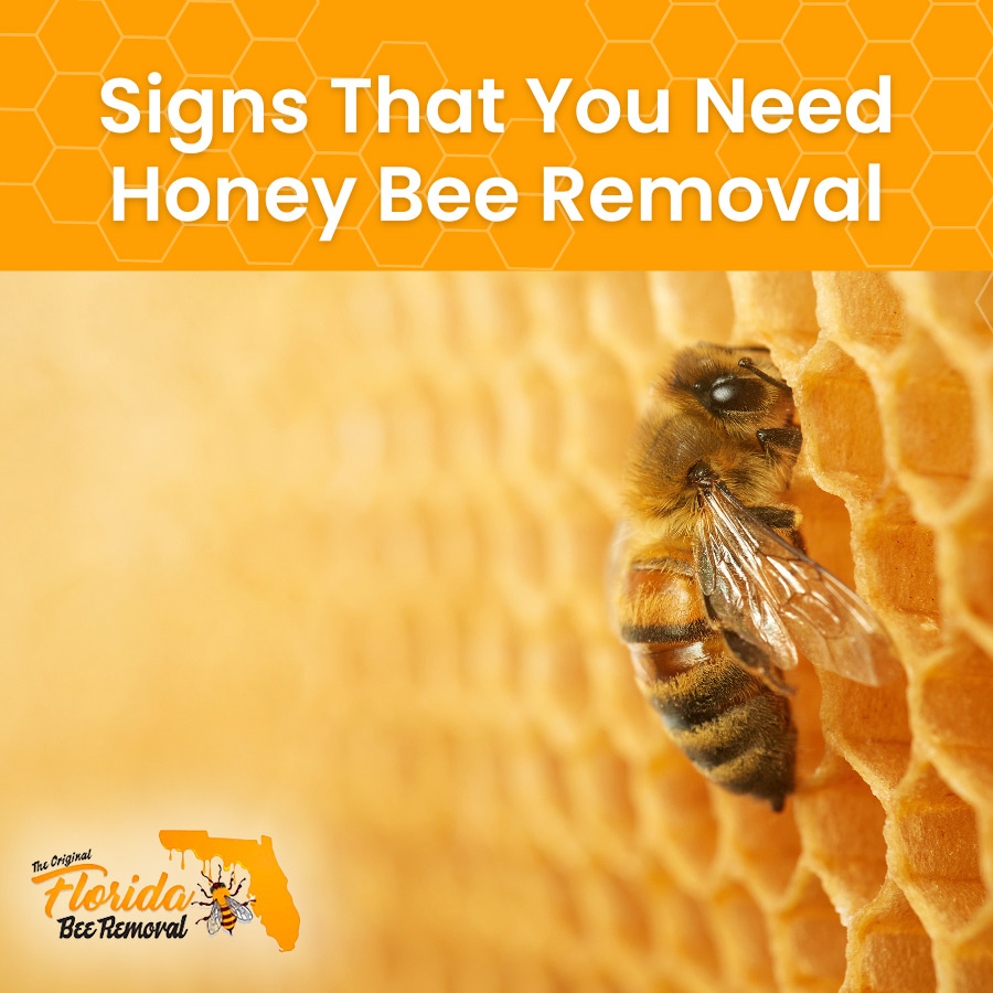 Signs That You Need Honey Bee Removal Services