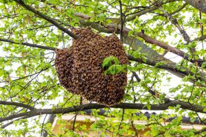 Bee Removal Company in Seminole County, Florida