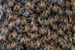 Bee Swarms in Manatee County, Florida