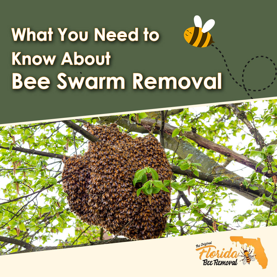 What You Need to Know About Bee Swarm Removal