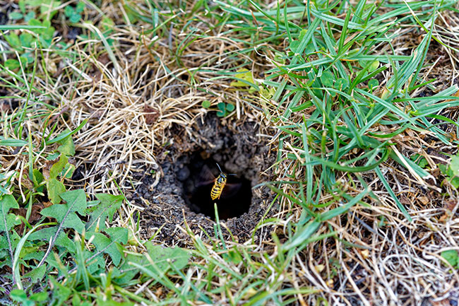 Bees Nest in Ground Removal, Lakeland, FL | Florida Bee Removal