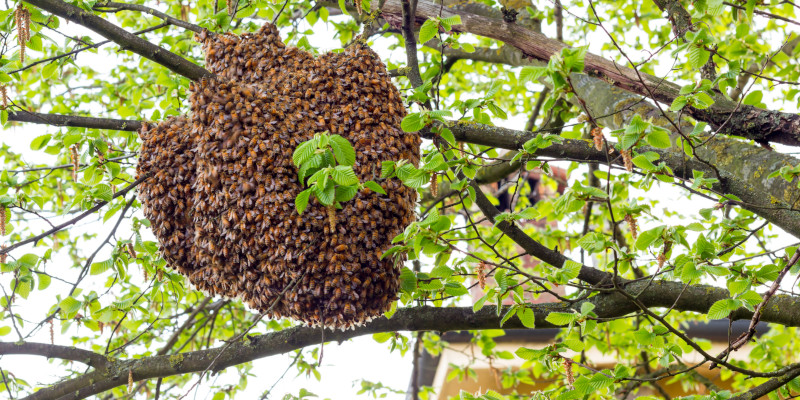 Bee Swarm Removal in St. Petersburg, Florida