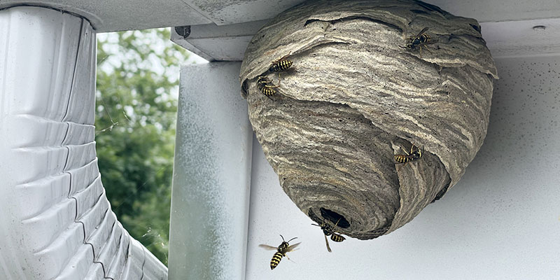 Hornet removal near me