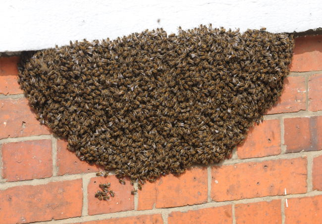 How to Stay Safe Around Bee Swarms | Florida Bee Removal